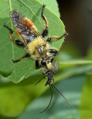 Laphria fernaldi