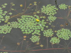 Ludwigia sedoides