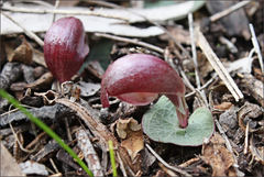 Corybas aconitiflorus