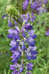 Lupinus rivularis