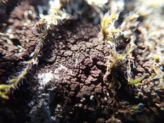 Gloeocapsopsis magma