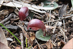 Corybas aconitiflorus
