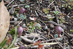 Corybas aconitiflorus