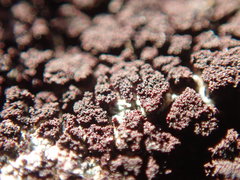 Gloeocapsopsis magma
