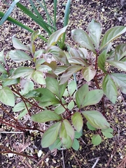 Paeonia officinalis