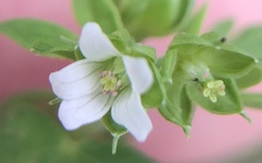 Geranium texanum