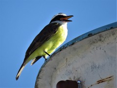 Pitangus sulphuratus