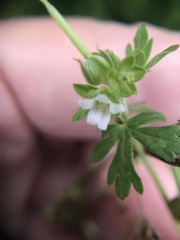 Geranium texanum