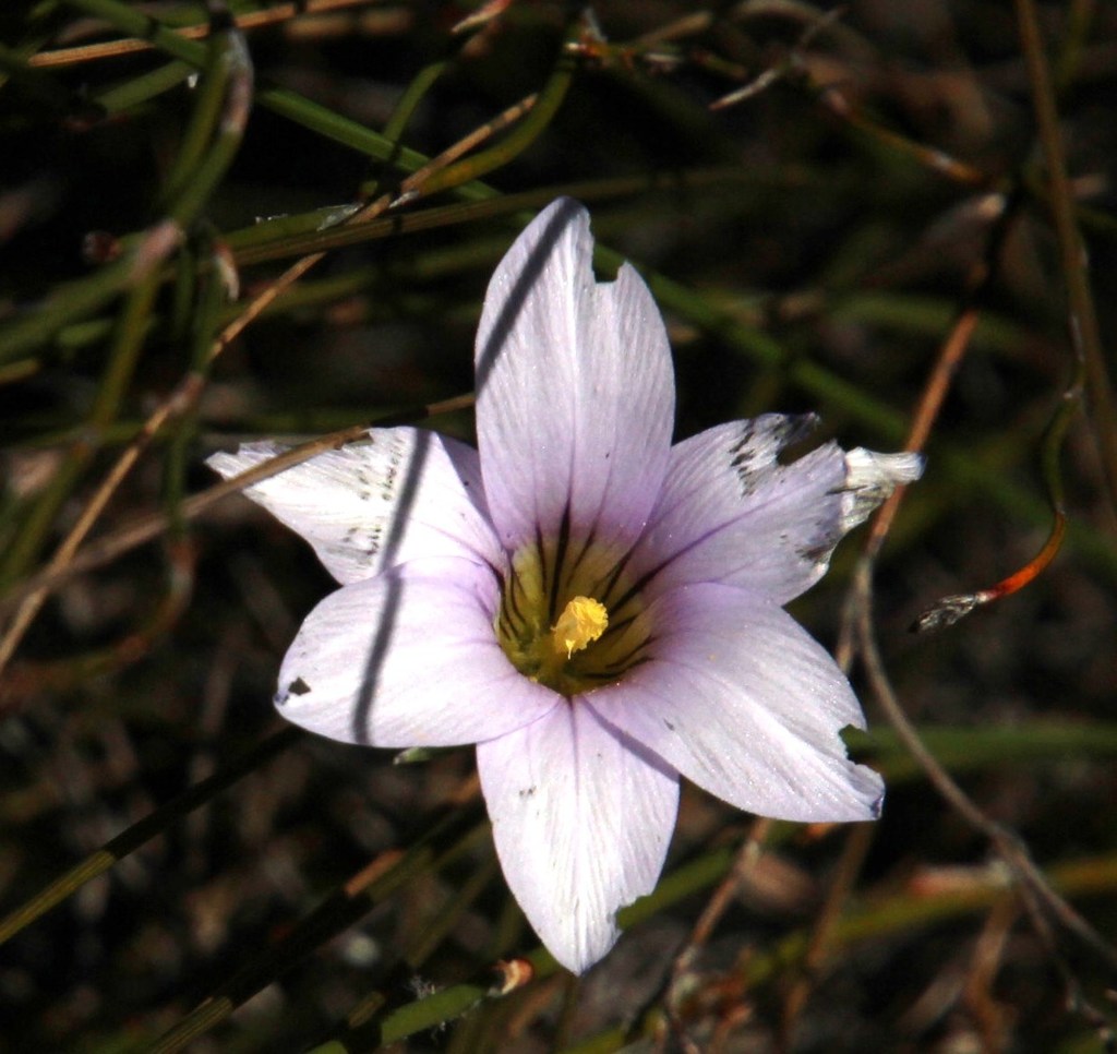 Romulea rupestris, Sneeukop e descent Modderfontein Kamiesberg