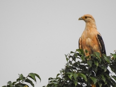 Daptrius chimachima