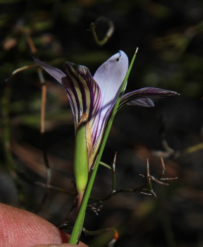 Romulea rupestris