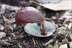 Corybas aconitiflorus