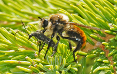 Laphria janus