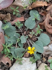 Viola nuttallii