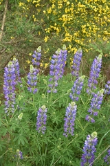 Lupinus rivularis
