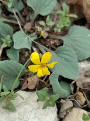Viola nuttallii