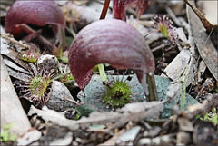 Corybas aconitiflorus