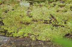 Octoblepharum albidum image