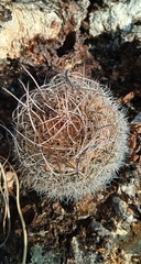 Mammillaria mystax