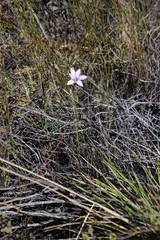 Romulea rupestris