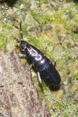 Lepidophorellinae