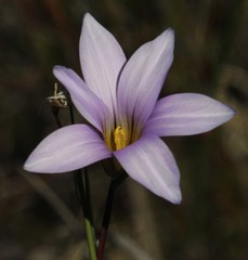 Romulea rupestris