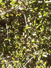 Coprosma propinqua