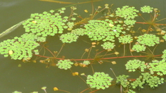 Ludwigia sedoides