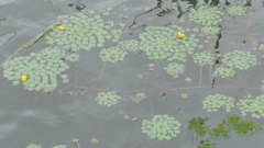 Ludwigia sedoides