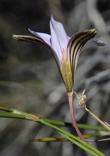 Romulea rupestris