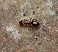 Stigmacros marginata