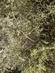 Coprosma propinqua