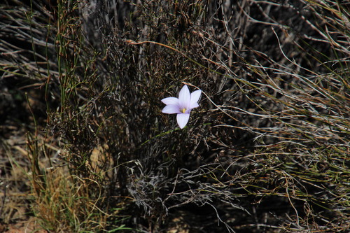 Romulea rupestris