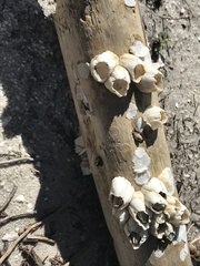 Amphibalanus eburneus