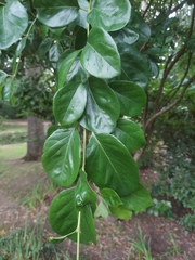 Chionanthus retusus