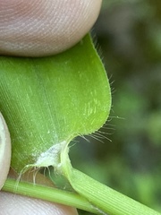 Dichanthelium polyanthes