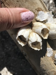 Amphibalanus eburneus