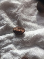 Crataegus brainerdii