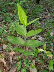 Clematis ochroleuca
