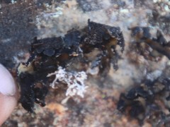 Xanthoparmelia hottentotta