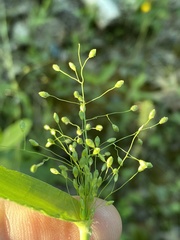 Dichanthelium polyanthes