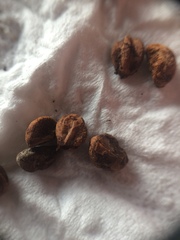 Crataegus brainerdii