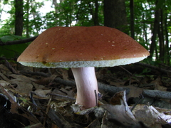 Xanthoconium affine affine