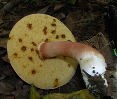 Xanthoconium affine affine