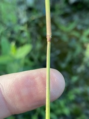 Dichanthelium polyanthes