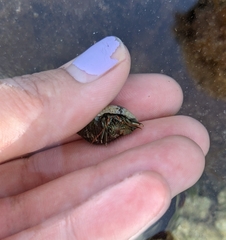 Clibanarius antillensis