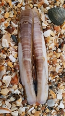 Ensis