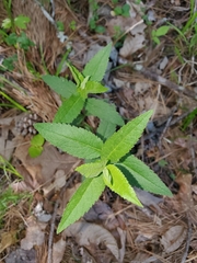 Eupatorium godfreyanum