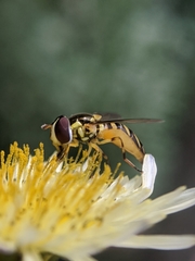 Allograpta obliqua