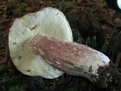 Boletus separans